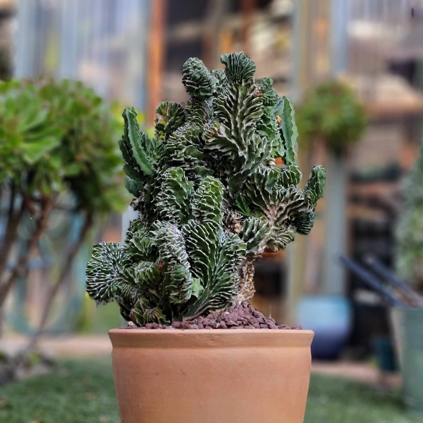 Euphorbia pseudocactus f. cristata