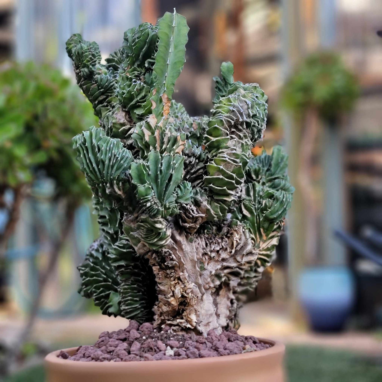 Euphorbia pseudocactus f. cristata