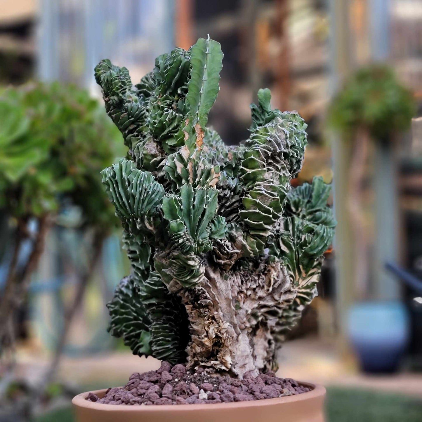 Euphorbia pseudocactus f. cristata