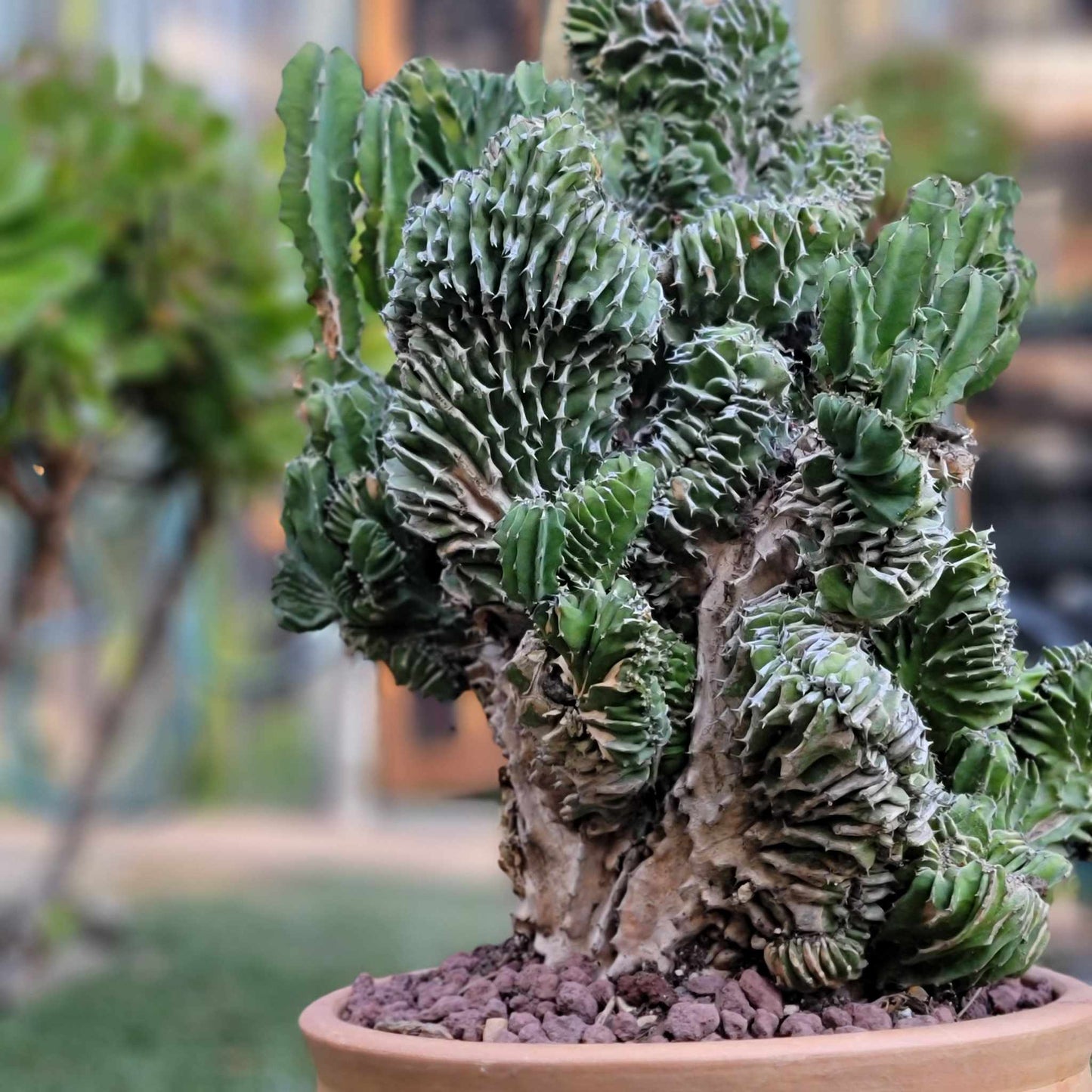 Euphorbia pseudocactus f. cristata