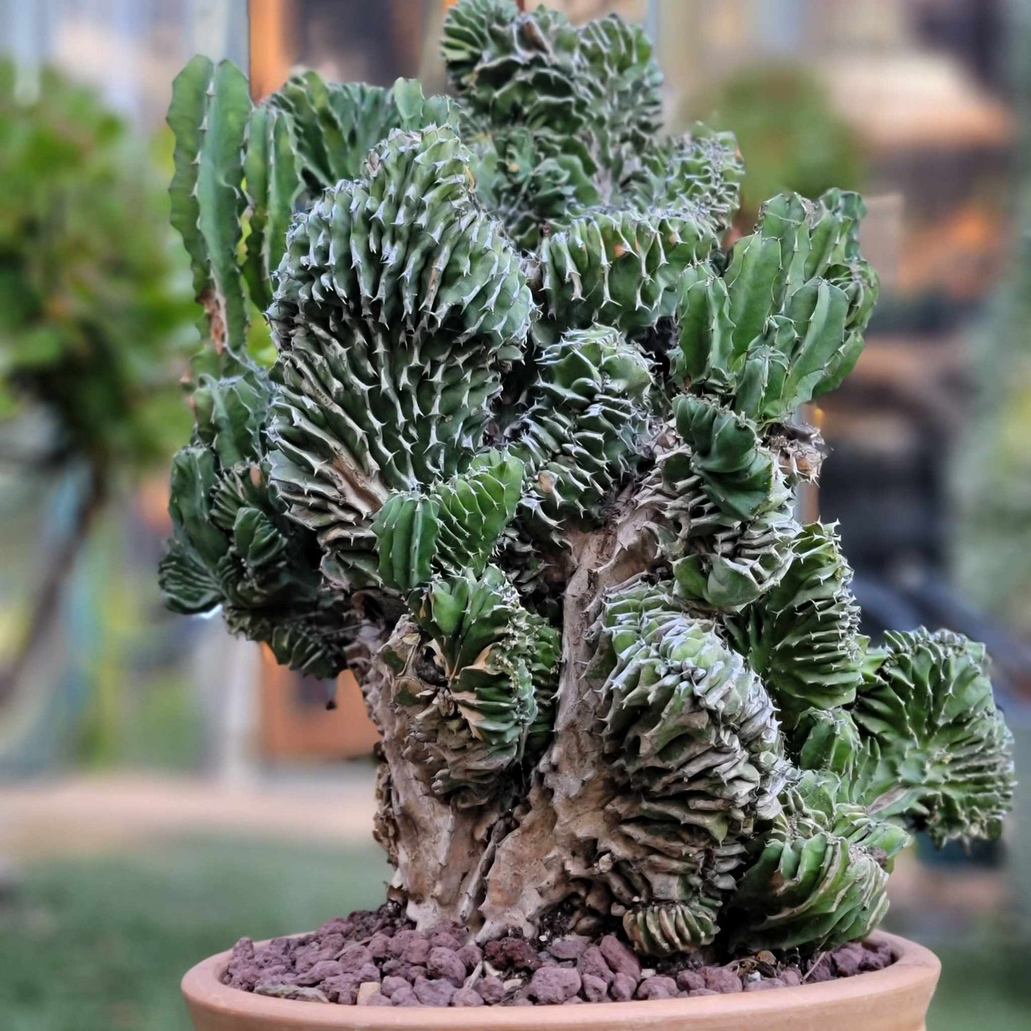 Euphorbia pseudocactus f. cristata