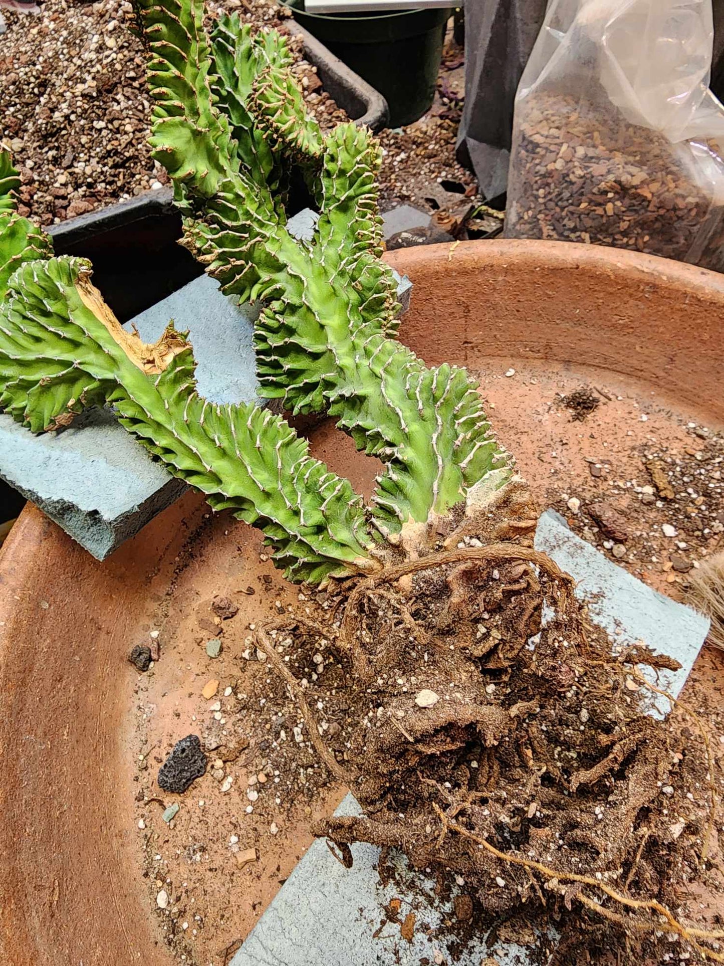Euphorbia pseudocactus f. cristata
