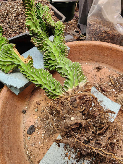 Euphorbia pseudocactus f. cristata