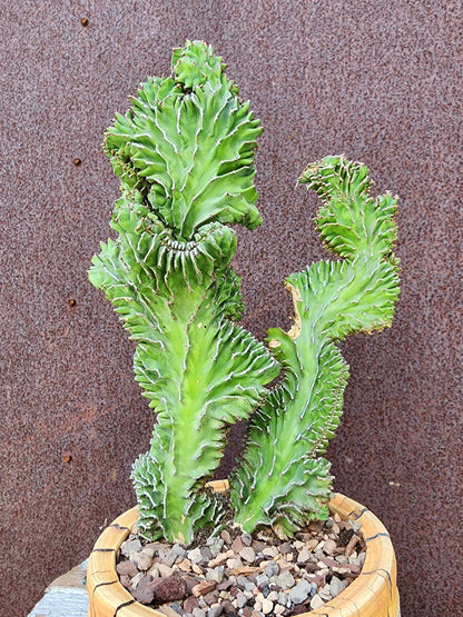 Euphorbia pseudocactus f. cristata
