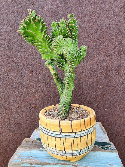 Euphorbia pseudocactus f. cristata