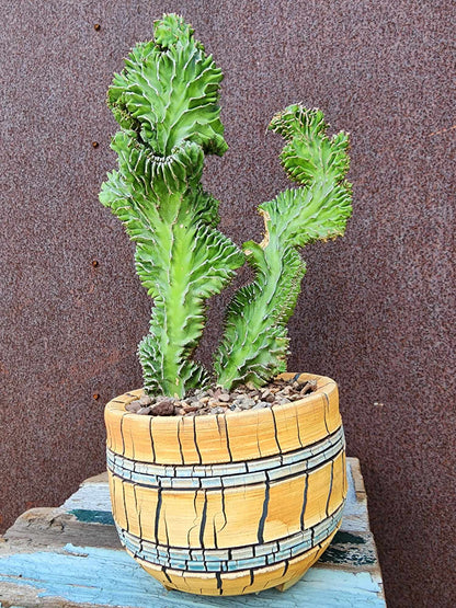 Euphorbia pseudocactus f. cristata