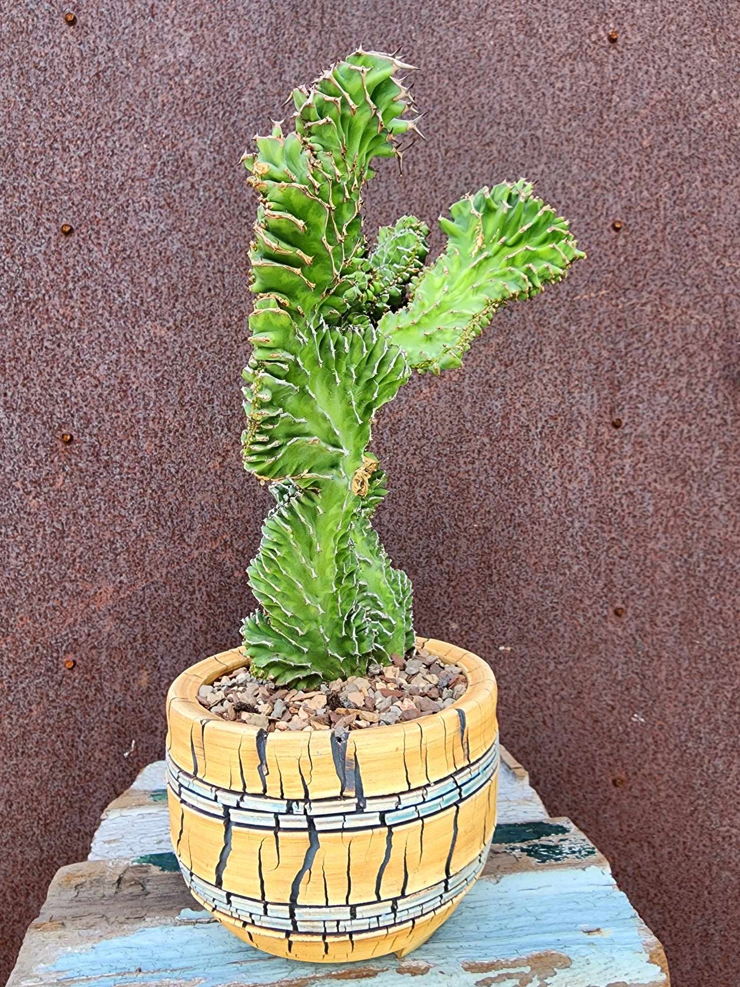 Euphorbia pseudocactus f. cristata