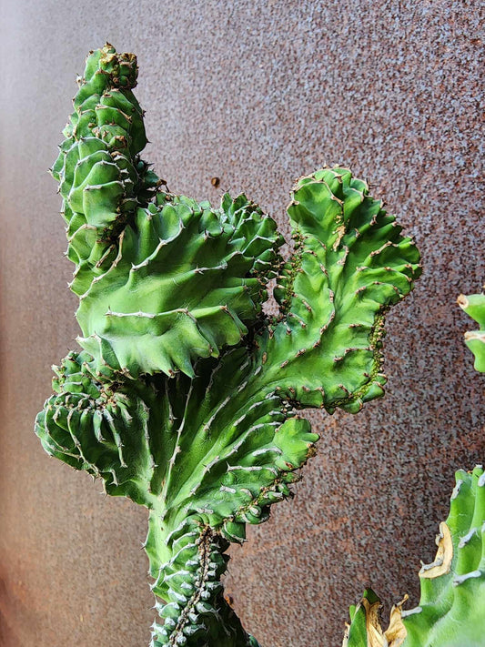 Euphorbia pseudocactus f. cristata euphorbia collector specimen