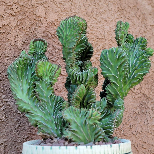 Euphorbia pseudocactus f. cristata