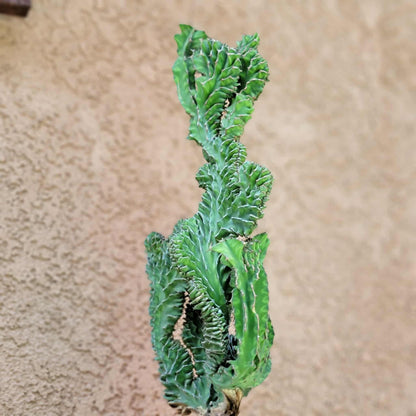 Euphorbia pseudocactus f. cristata