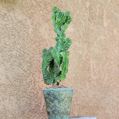 Euphorbia pseudocactus f. cristata