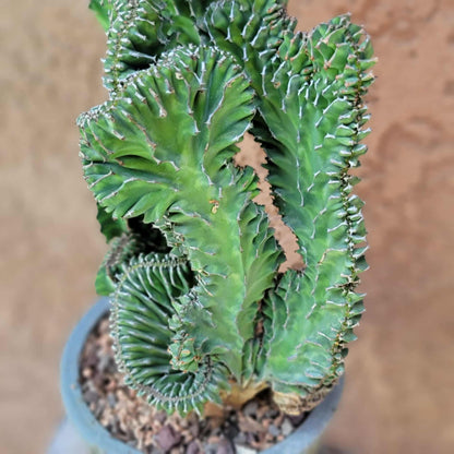 Euphorbia pseudocactus f. cristata