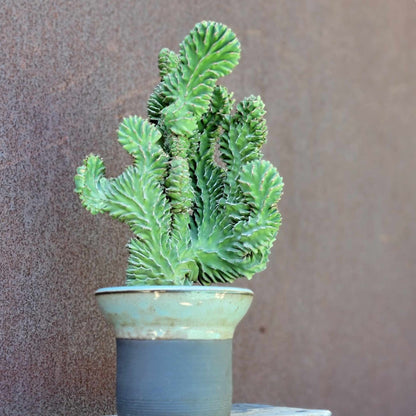 Euphorbia pseudocactus f. cristata
