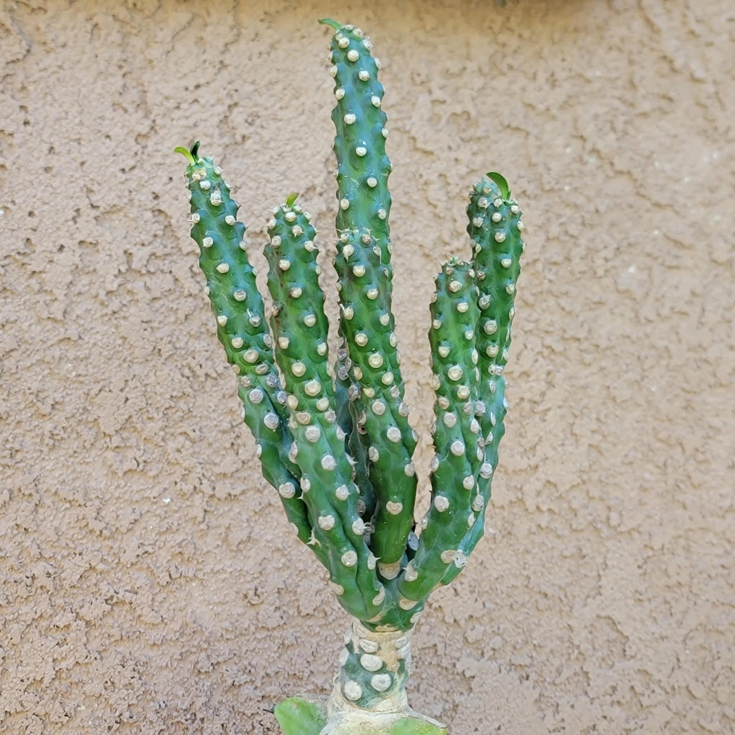 Euphorbia royleana f. inermis