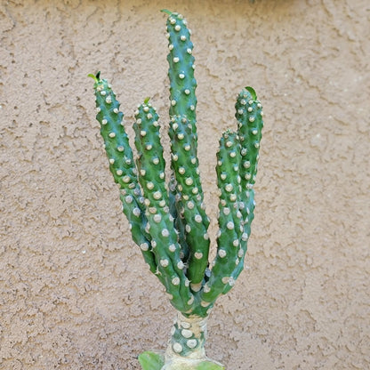 Euphorbia royleana f. inermis