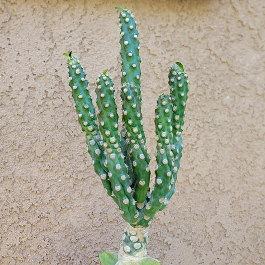 Euphorbia royleana f. inermis