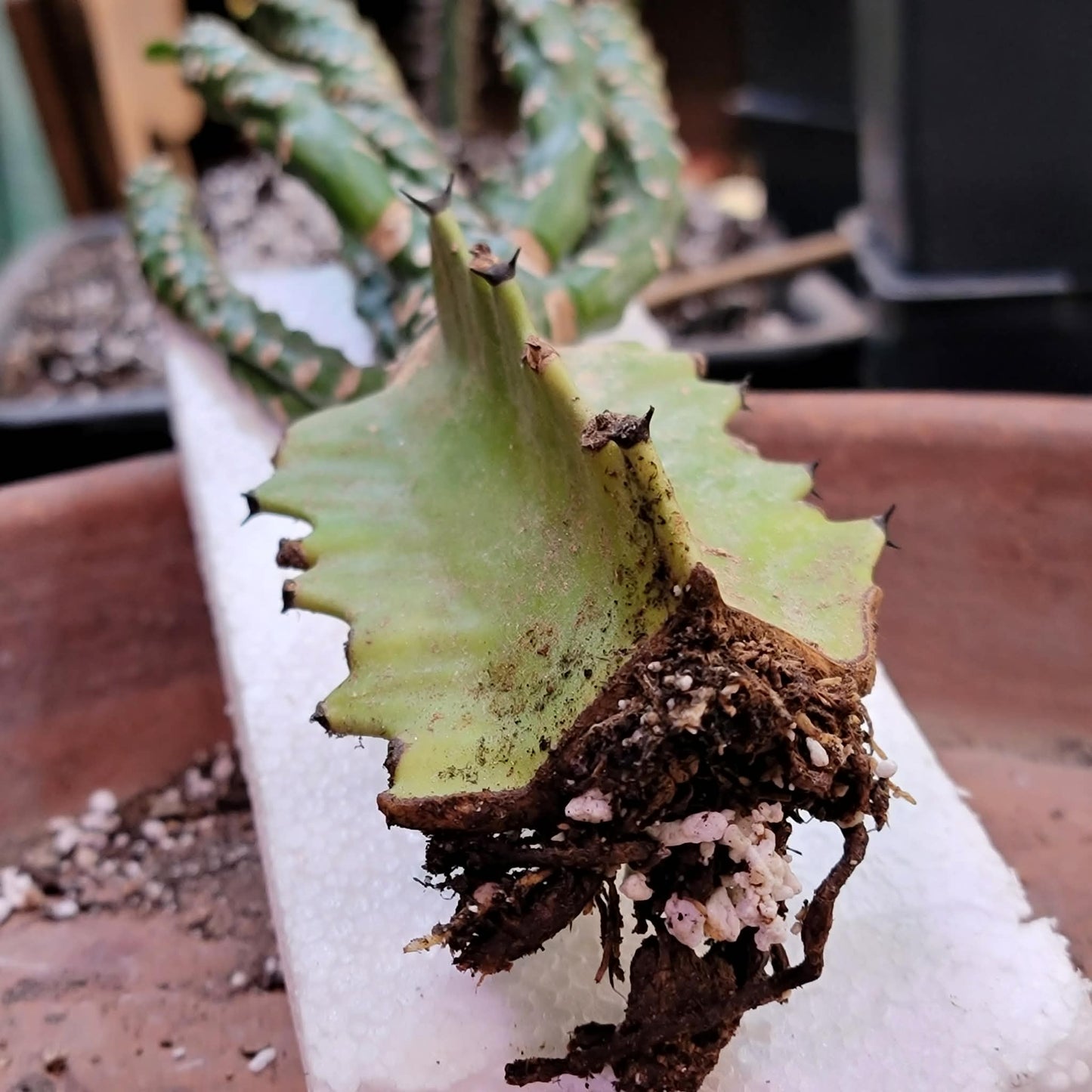 Euphorbia royleana f. inermis