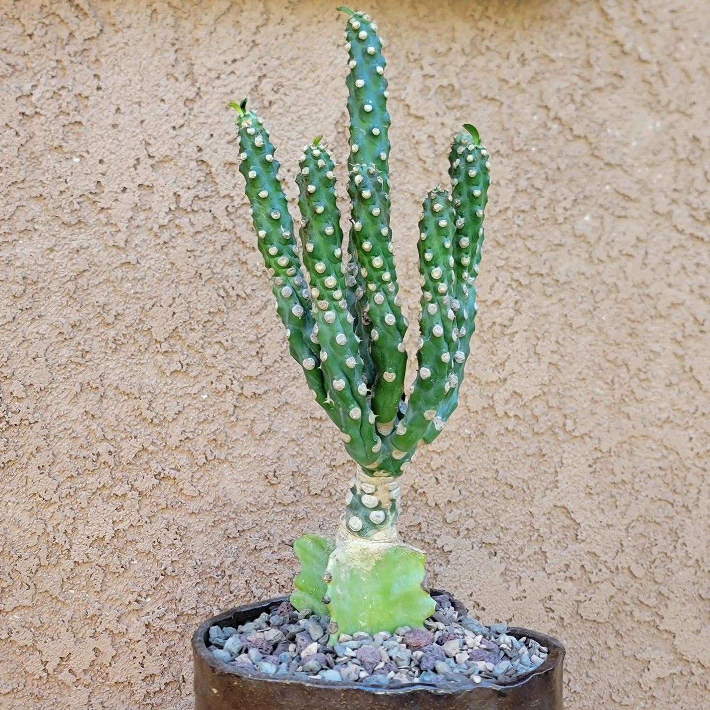 Euphorbia royleana f. inermis