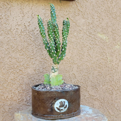 Euphorbia royleana f. inermis