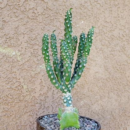 Euphorbia royleana f. inermis
