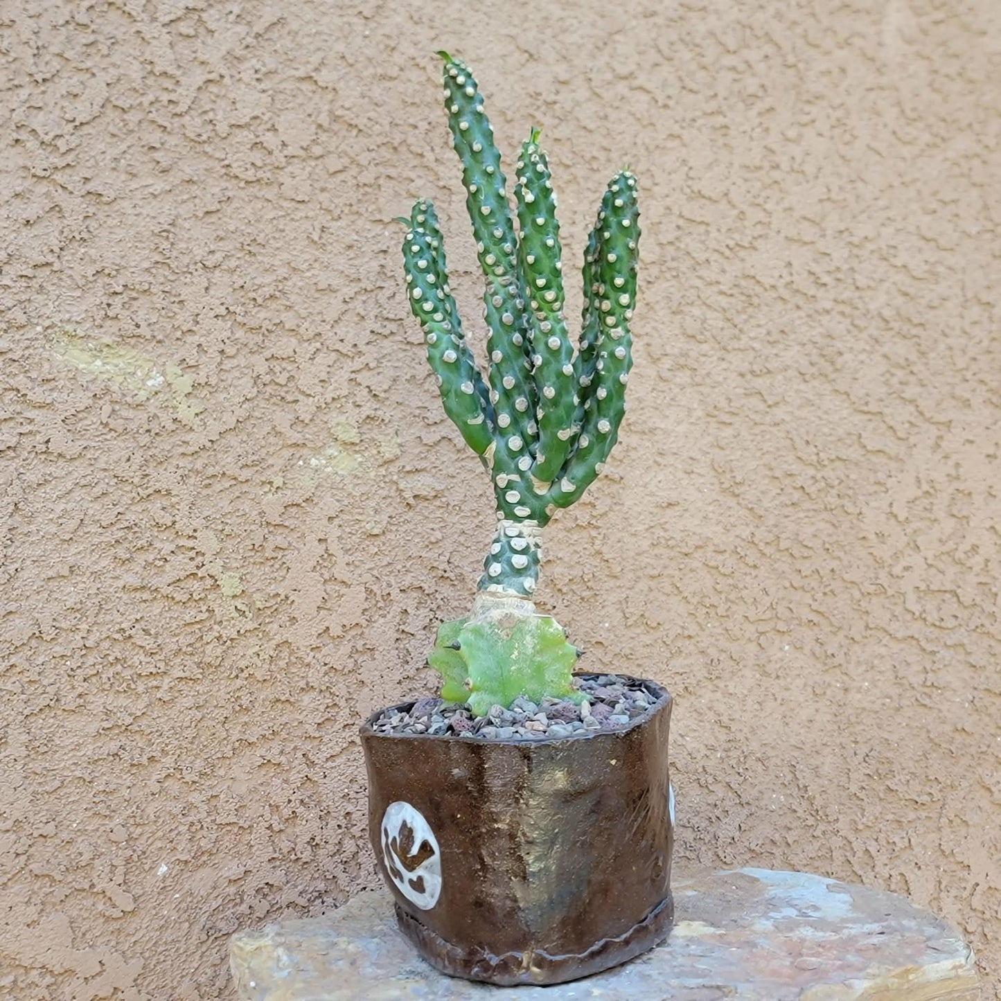 Euphorbia royleana f. inermis