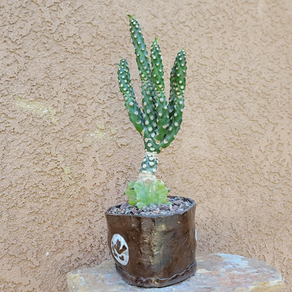 Euphorbia royleana f. inermis