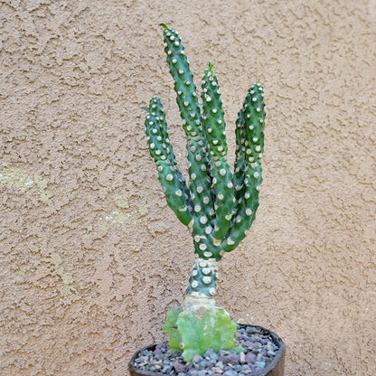 Euphorbia royleana f. inermis