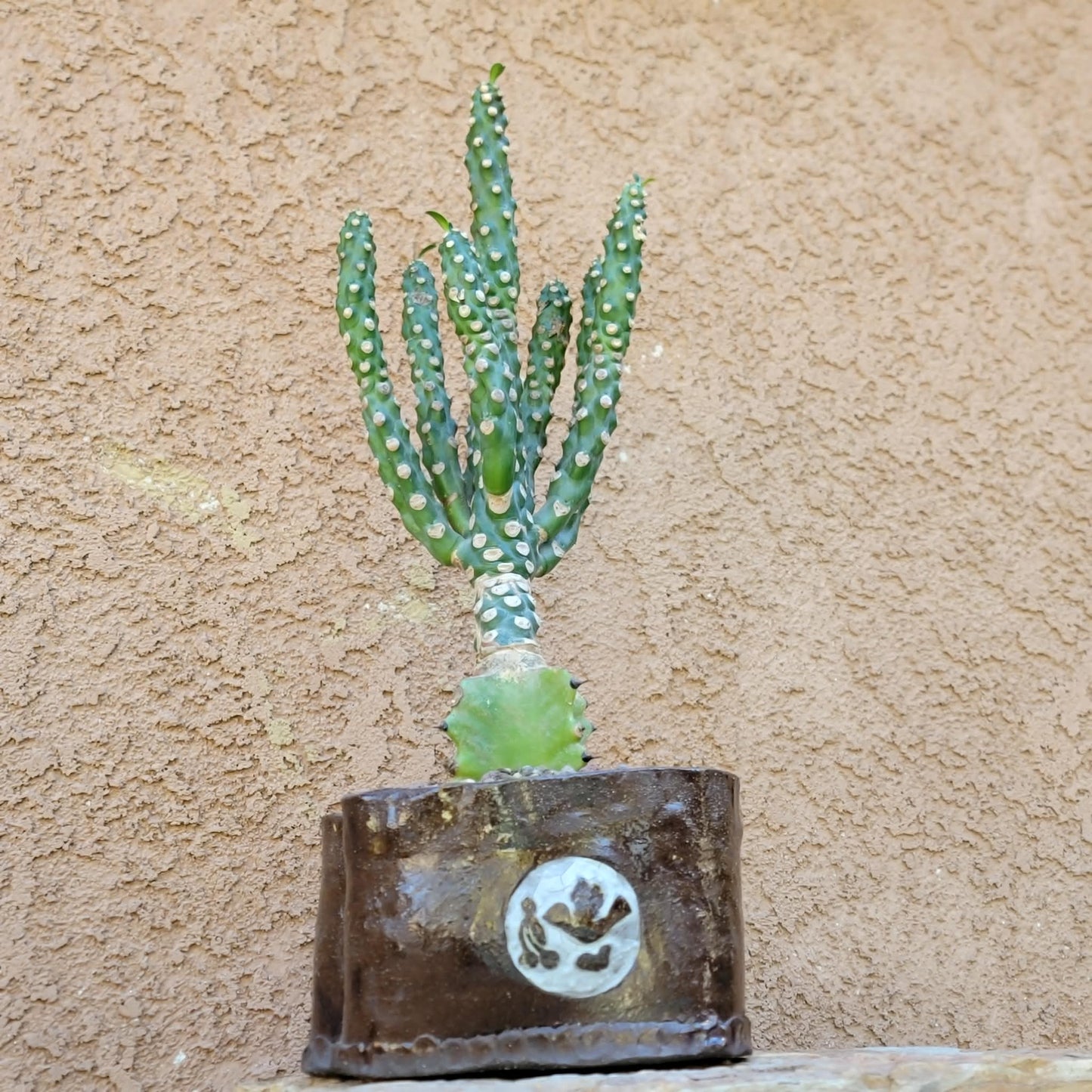 Euphorbia royleana f. inermis