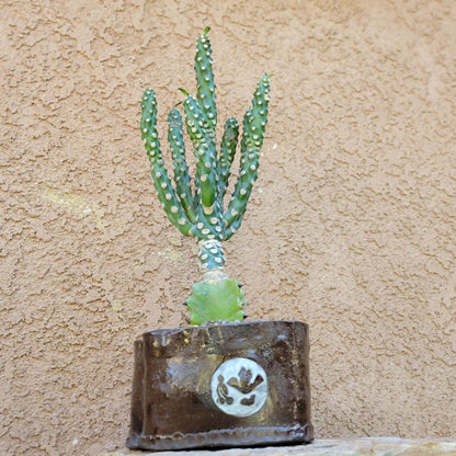 Euphorbia royleana f. inermis