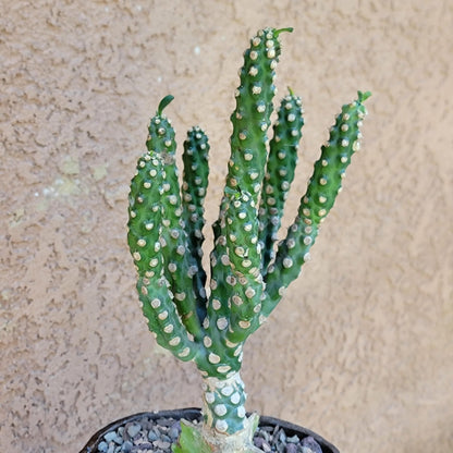 Euphorbia royleana f. inermis