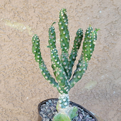 Euphorbia royleana f. inermis