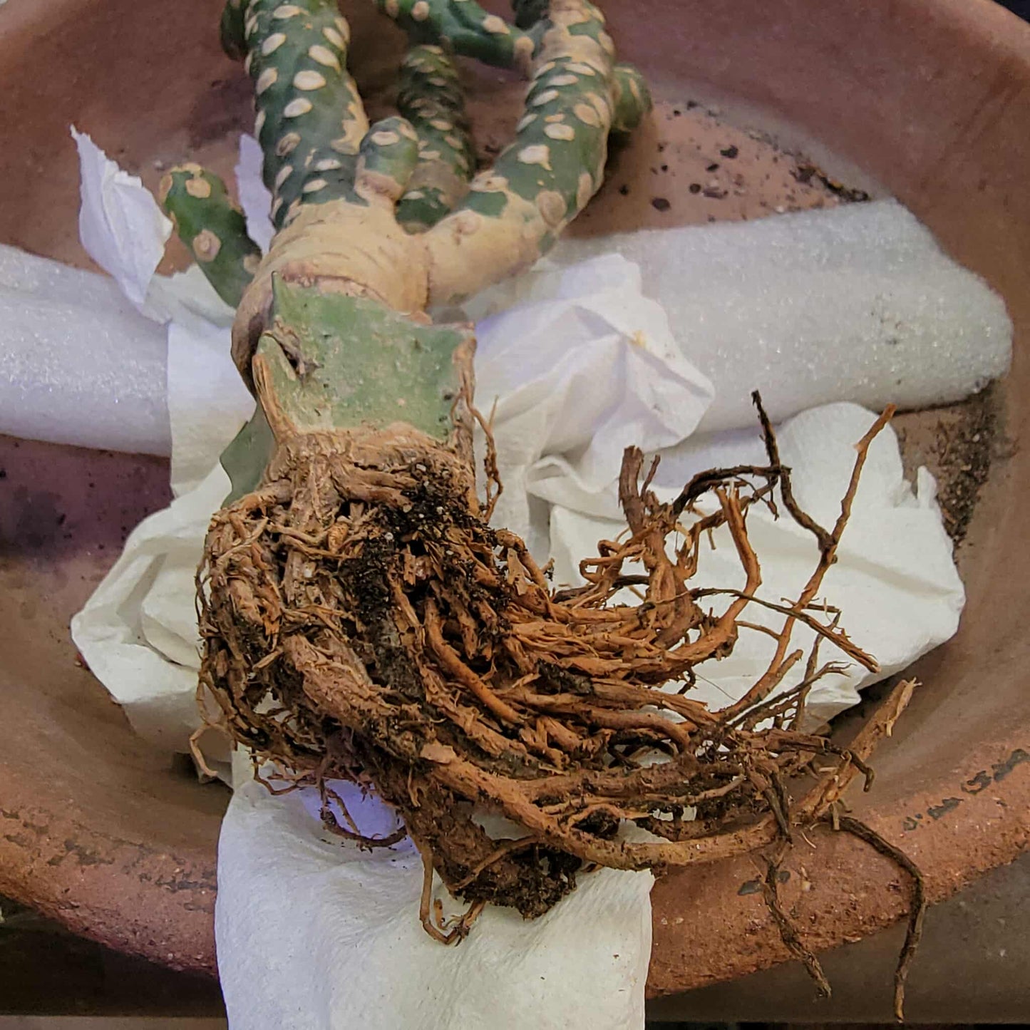 Euphorbia royleana f. inermis