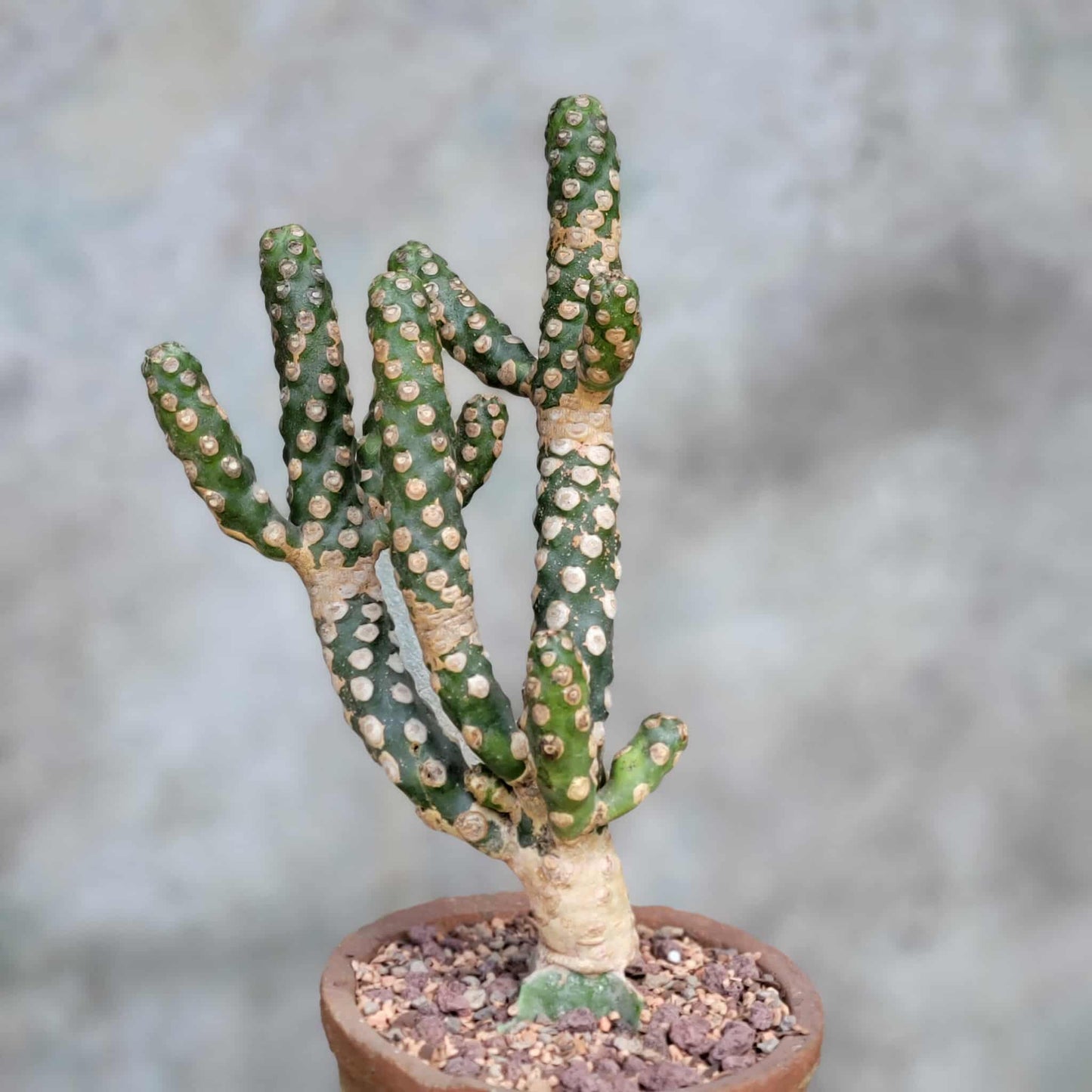 Euphorbia royleana f. inermis
