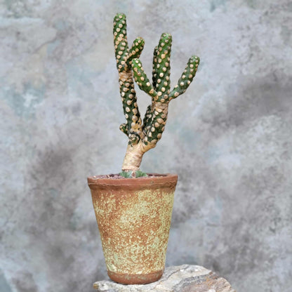 Euphorbia royleana f. inermis