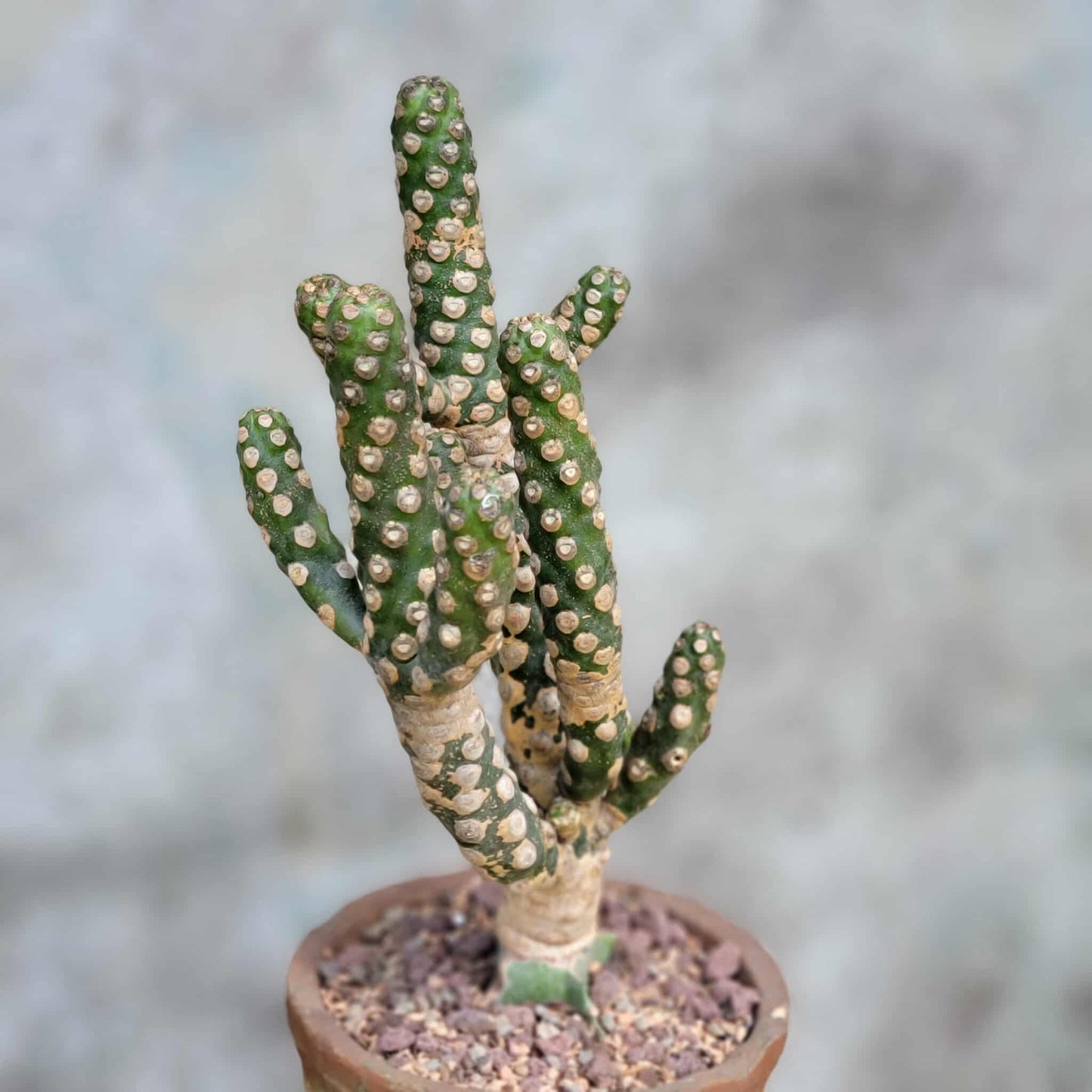 Euphorbia royleana f. inermis