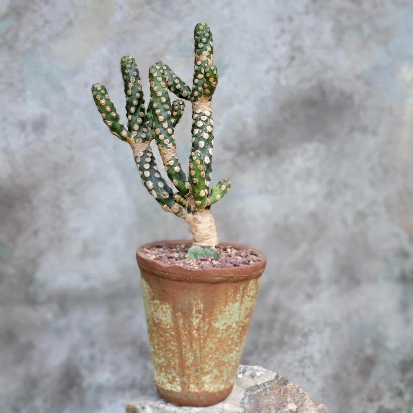 Euphorbia royleana f. inermis