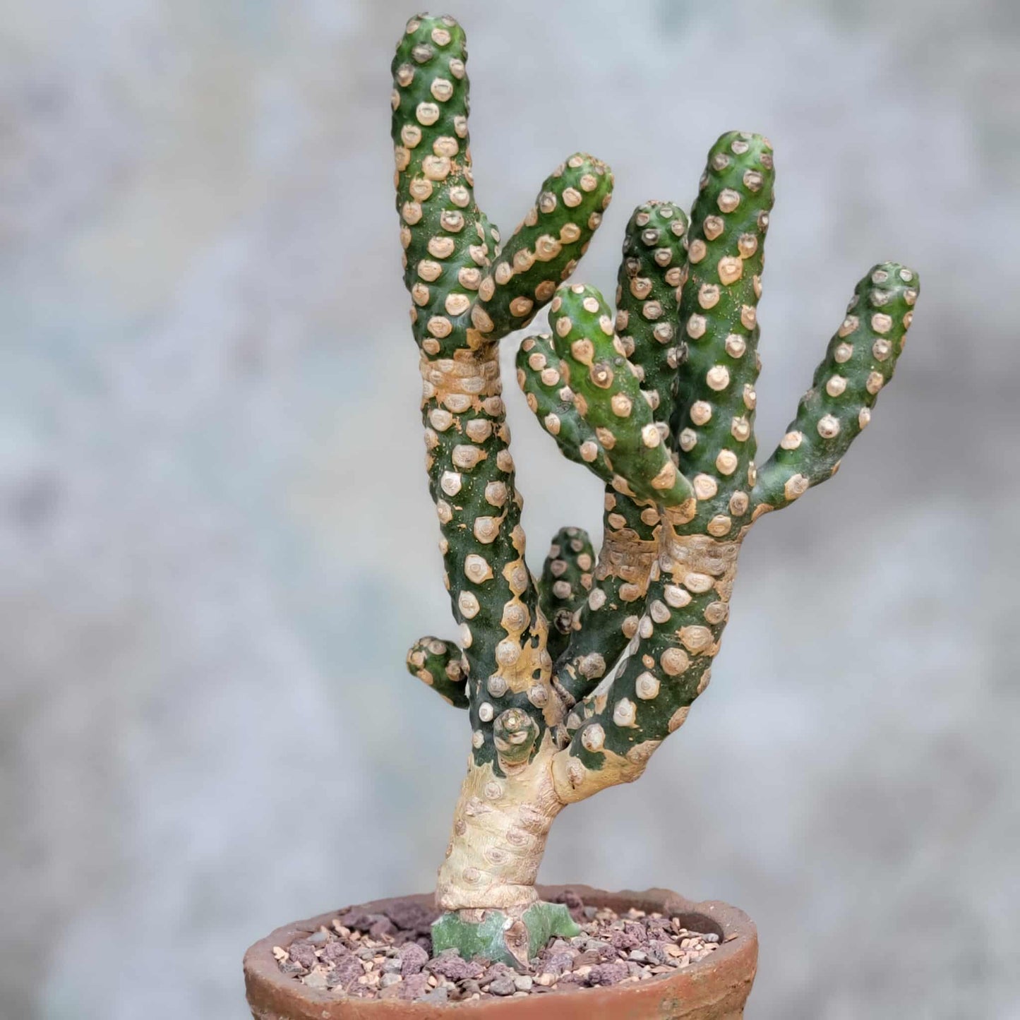 Euphorbia royleana f. inermis