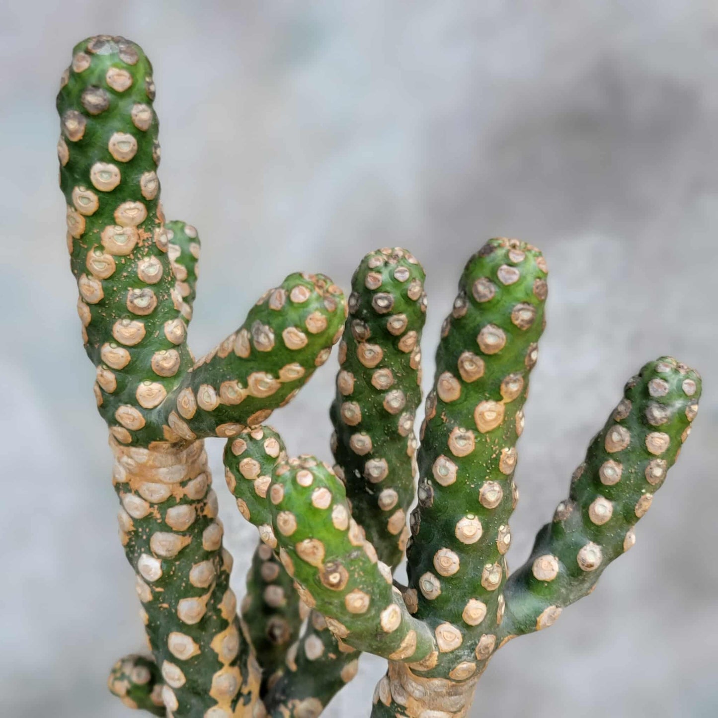 Euphorbia royleana f. inermis