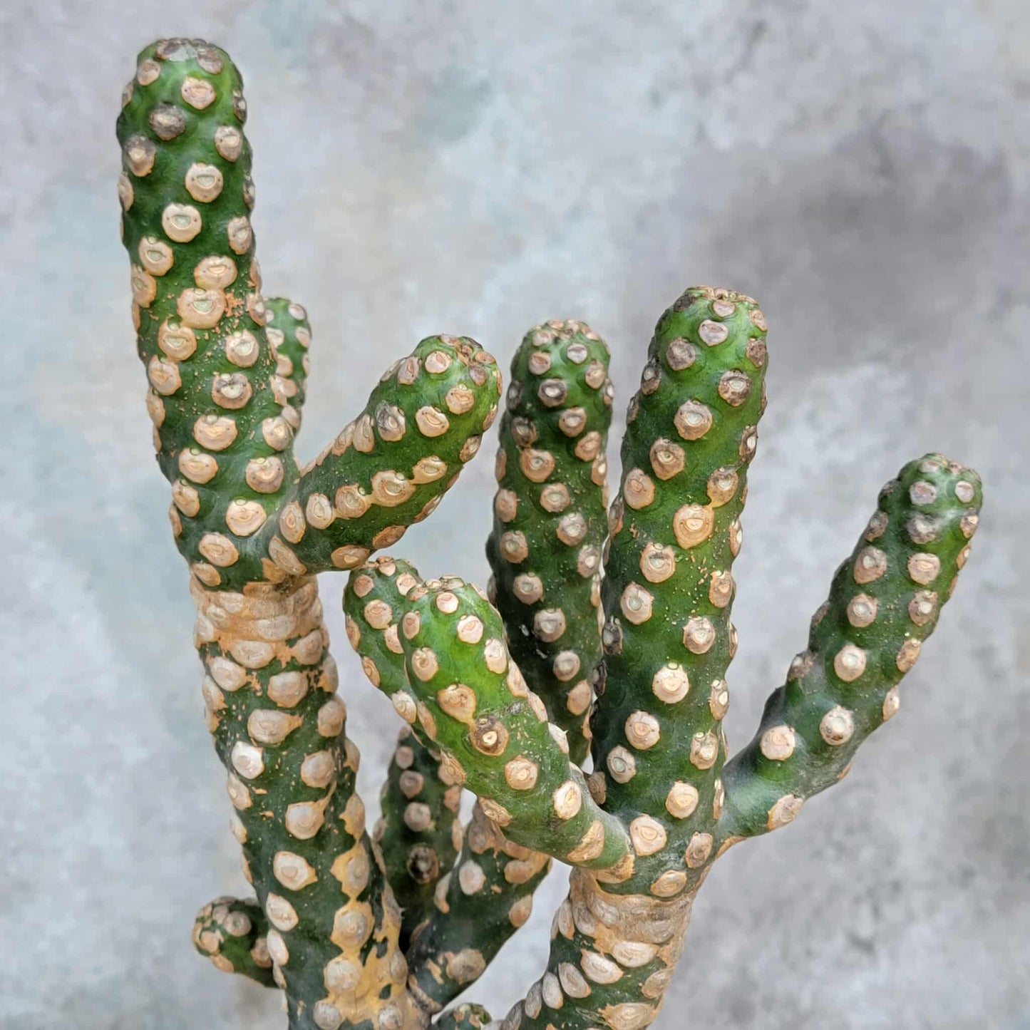 Euphorbia royleana f. inermis