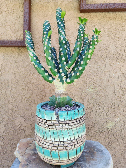 Euphorbia royleana f. inermis