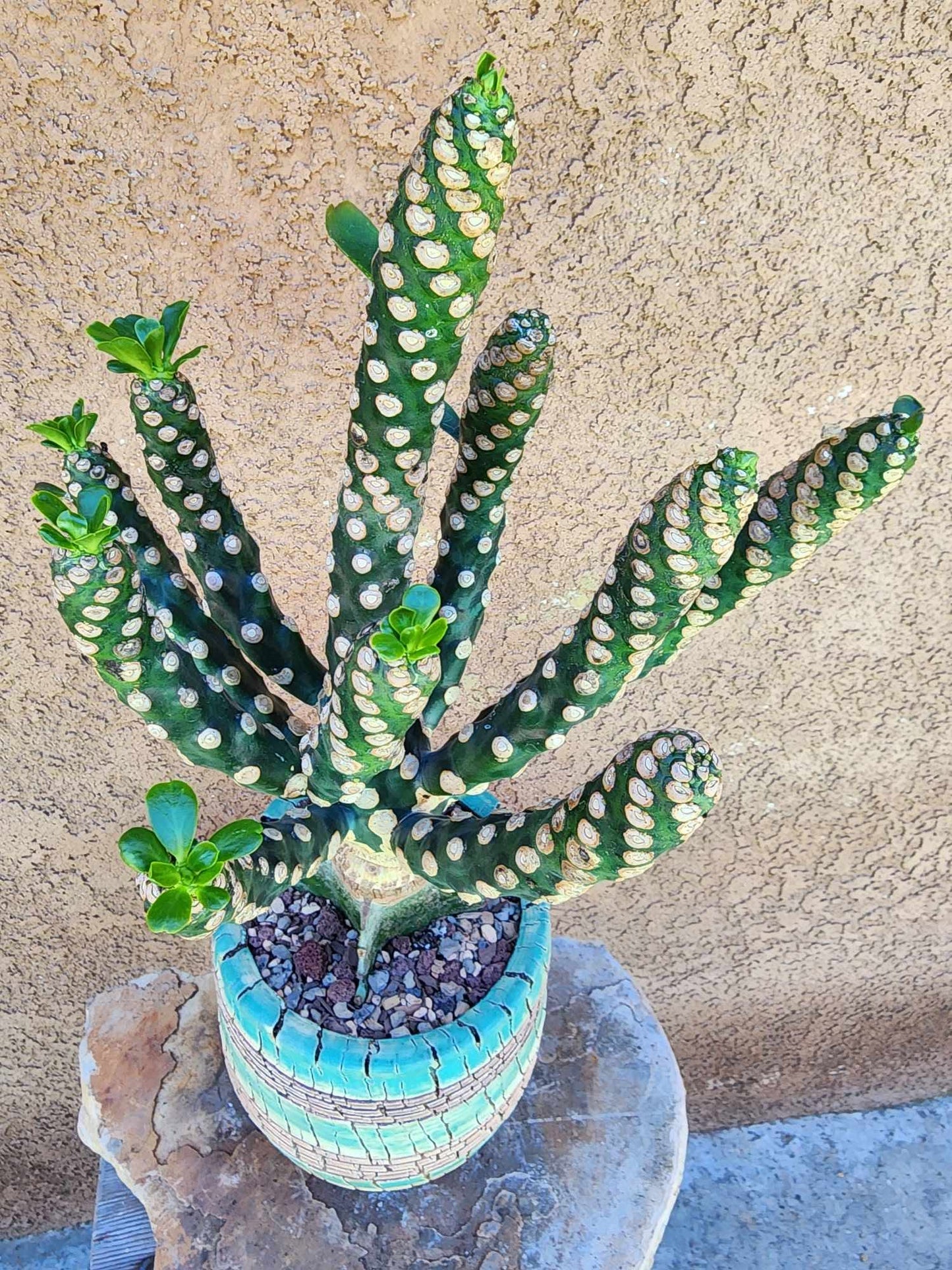 Euphorbia royleana f. inermis
