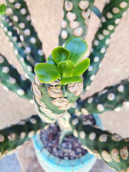Euphorbia royleana f. inermis