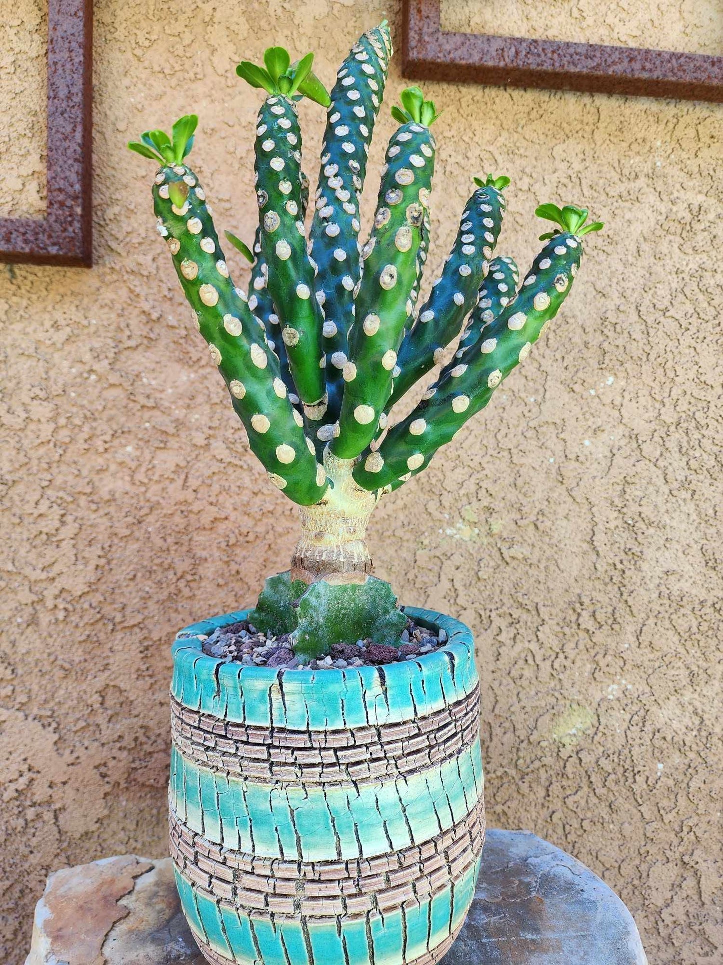 Euphorbia royleana f. inermis