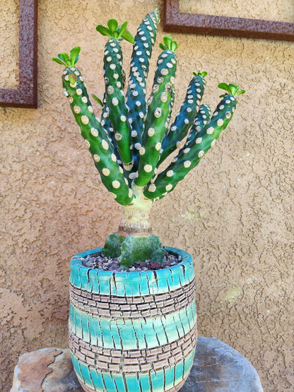 Euphorbia royleana f. inermis