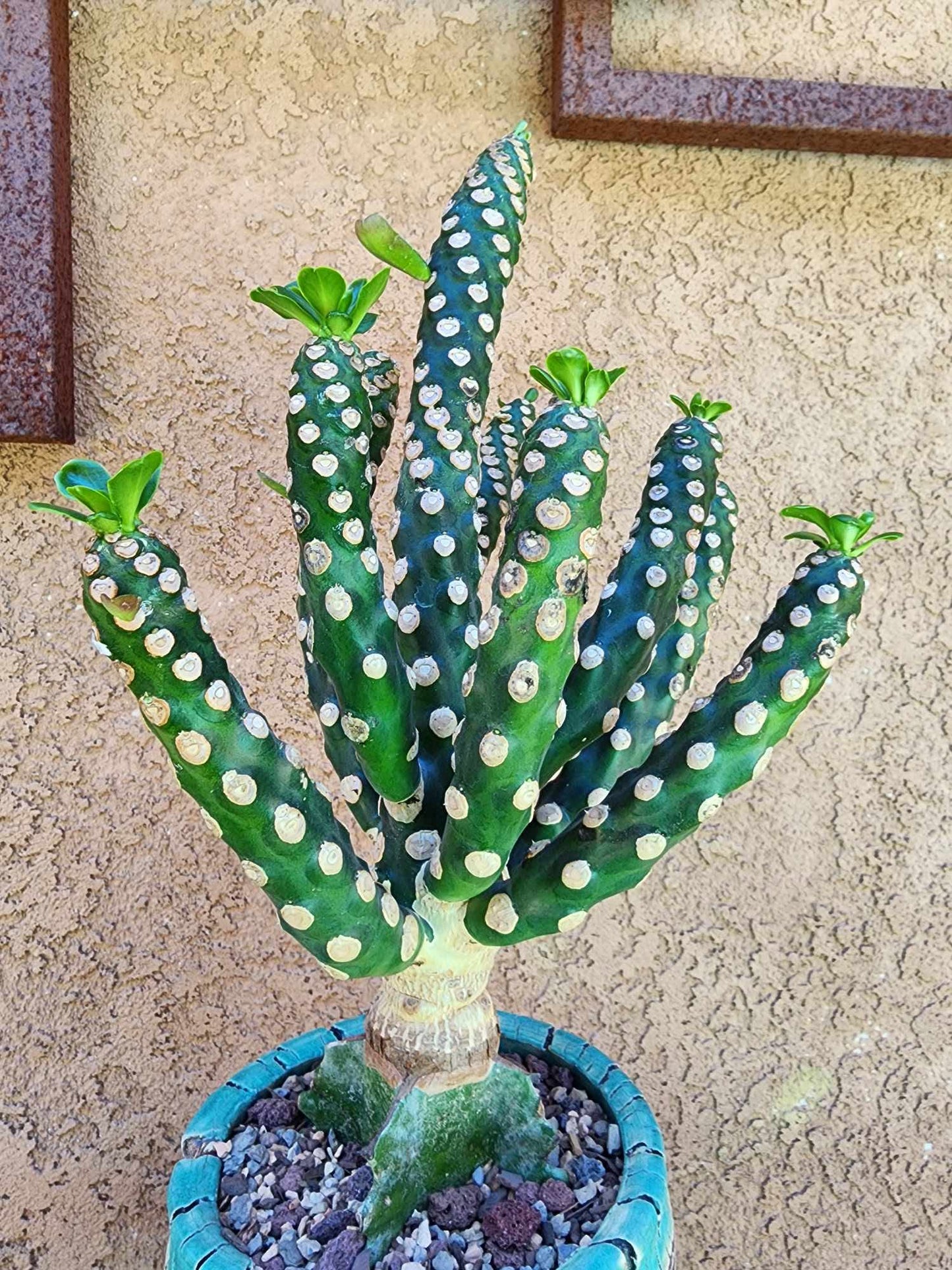 Euphorbia royleana f. inermis