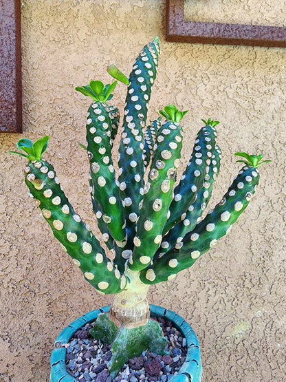 Euphorbia royleana f. inermis