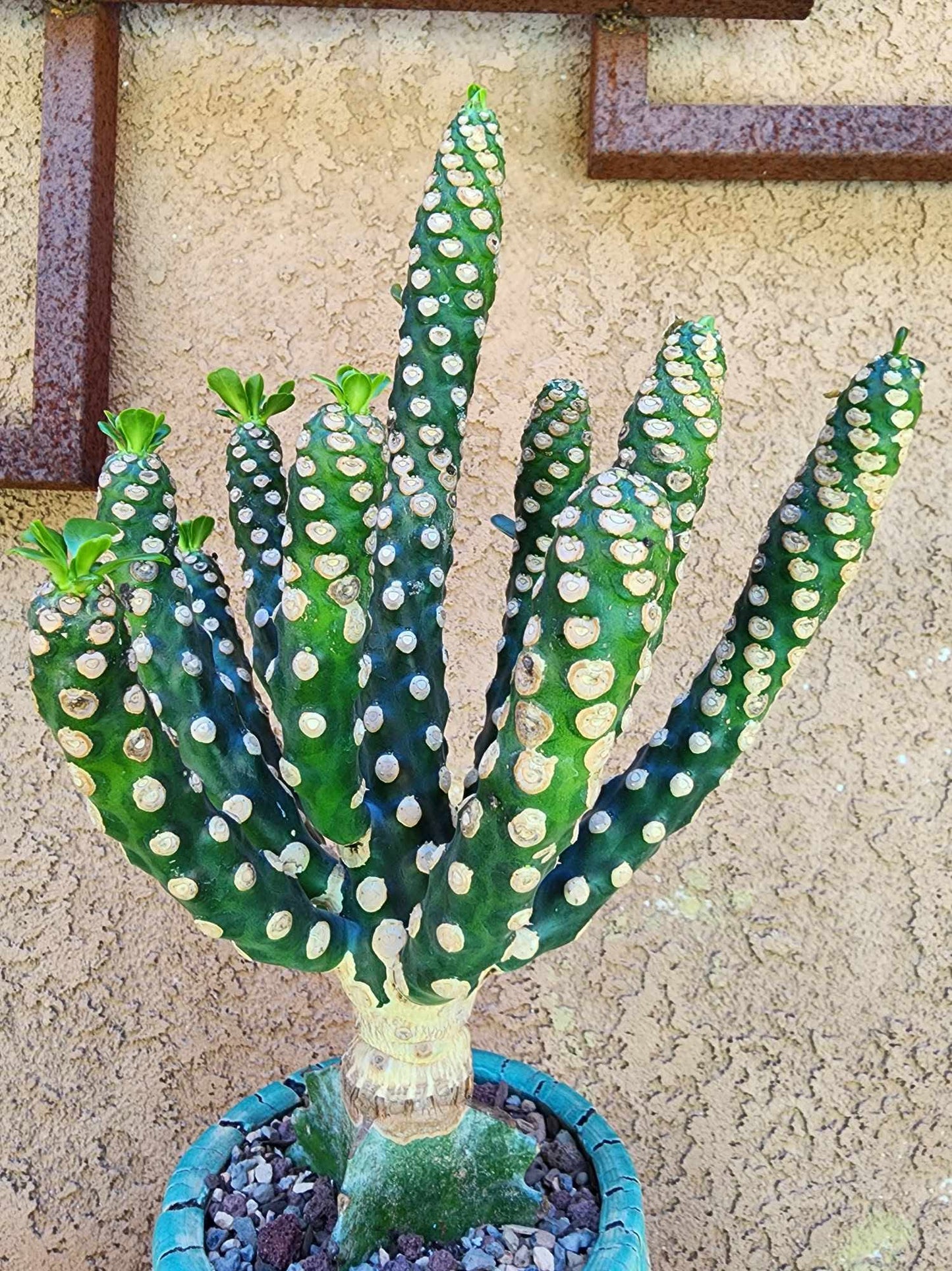 Euphorbia royleana f. inermis