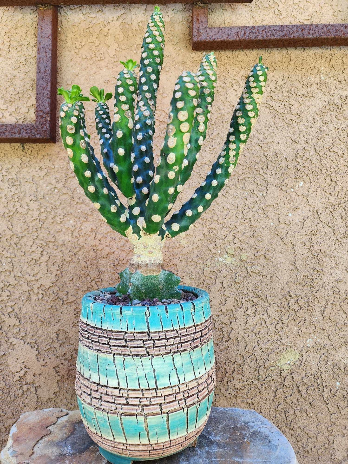 Euphorbia royleana f. inermis