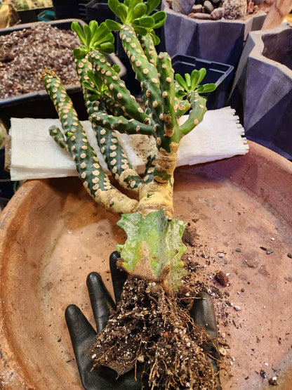 Euphorbia royleana f. inermis