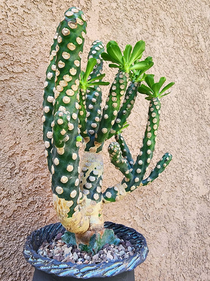 Euphorbia royleana f. inermis
